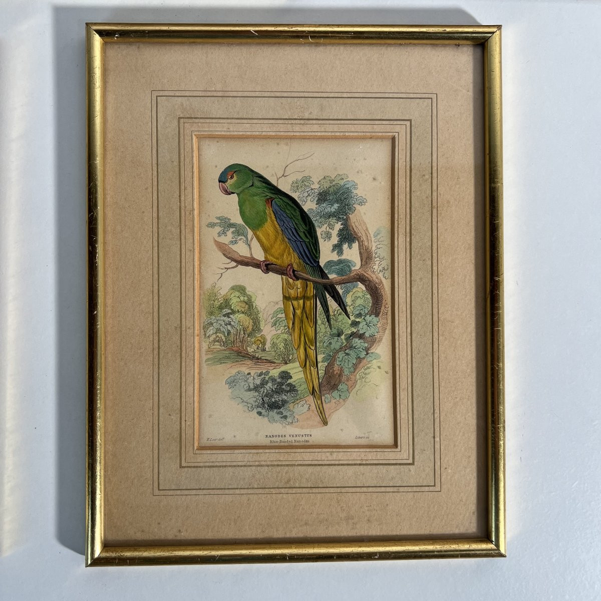 A Series Of 10 Enhanced Ornithological Engravings, E. Lear, The Naturalist's Library, 19th Century -photo-1