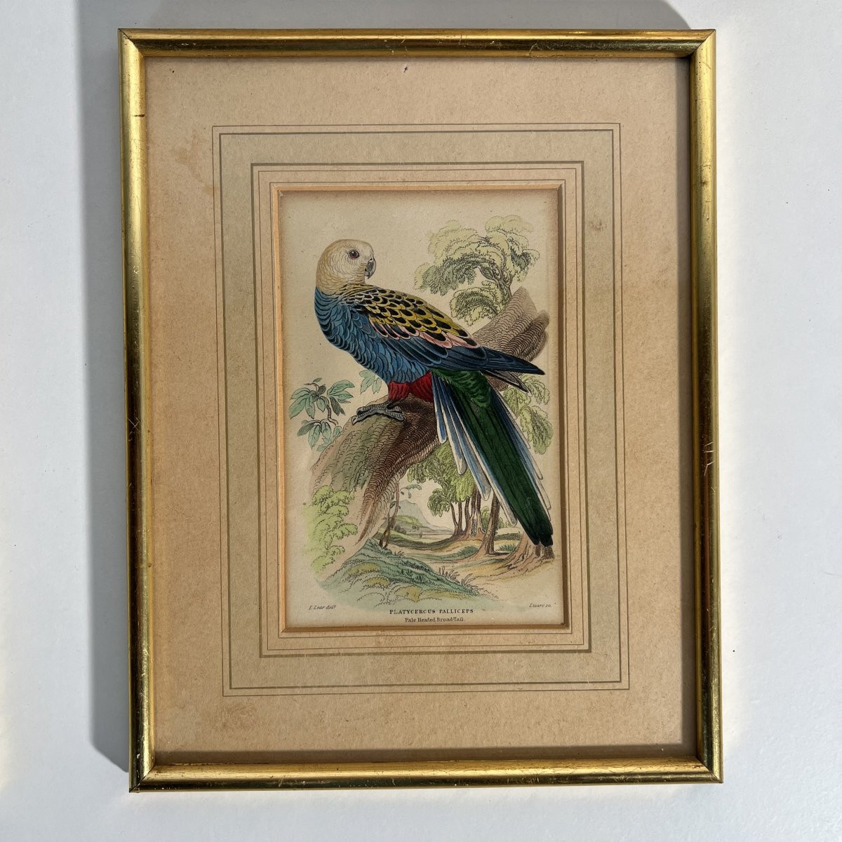 A Series Of 10 Enhanced Ornithological Engravings, E. Lear, The Naturalist's Library, 19th Century -photo-3