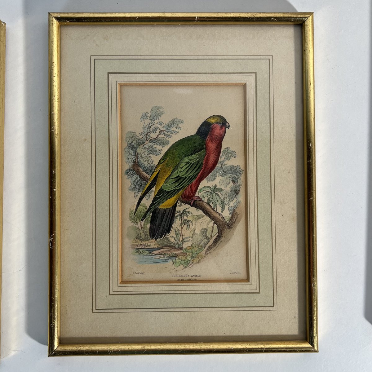 A Series Of 10 Enhanced Ornithological Engravings, E. Lear, The Naturalist's Library, 19th Century -photo-4