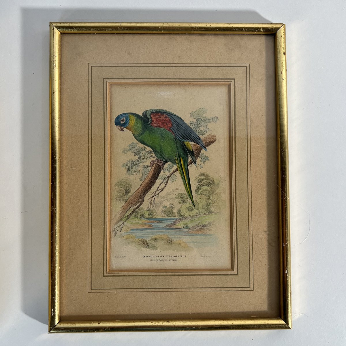 A Series Of 10 Enhanced Ornithological Engravings, E. Lear, The Naturalist's Library, 19th Century -photo-5