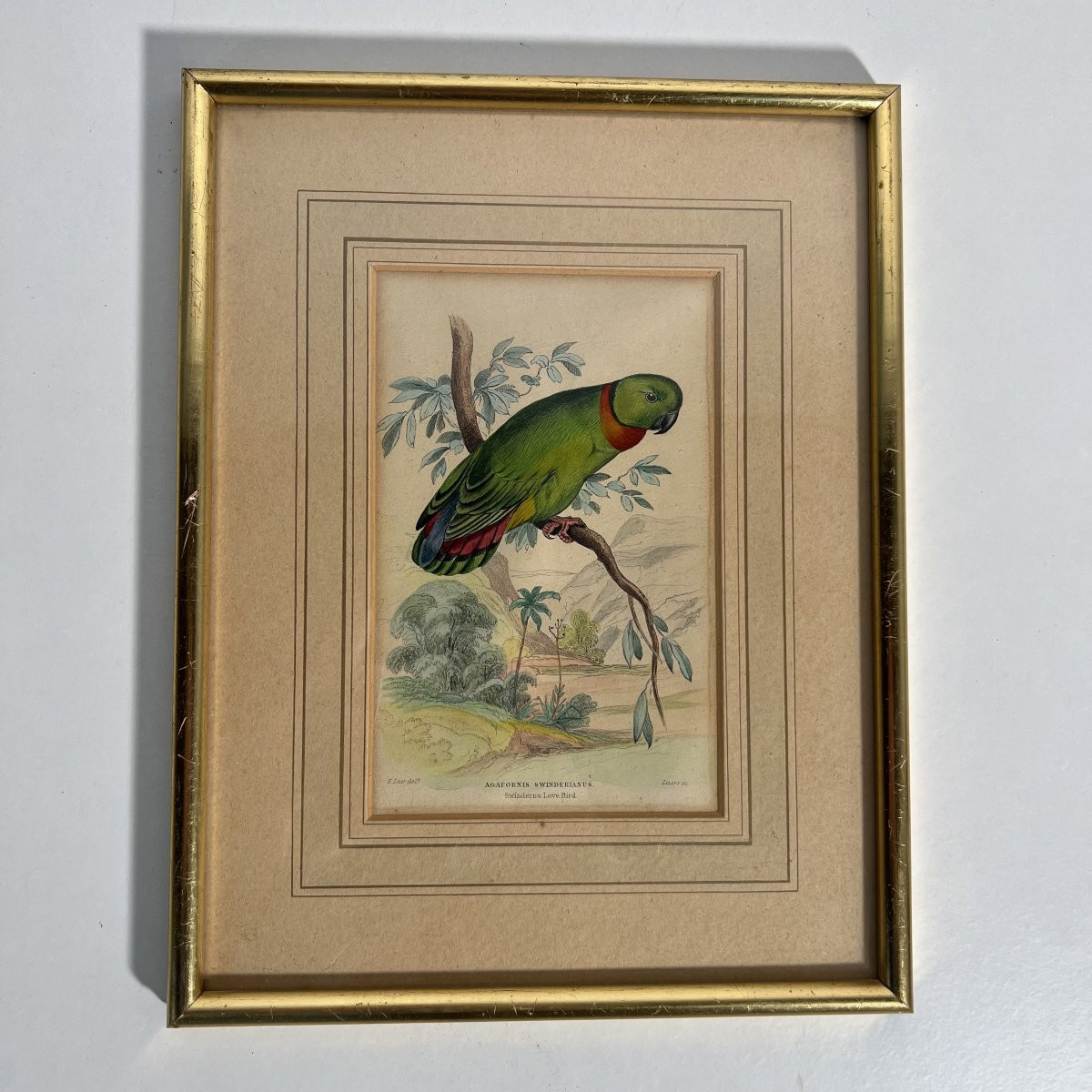 A Series Of 10 Enhanced Ornithological Engravings, E. Lear, The Naturalist's Library, 19th Century -photo-7