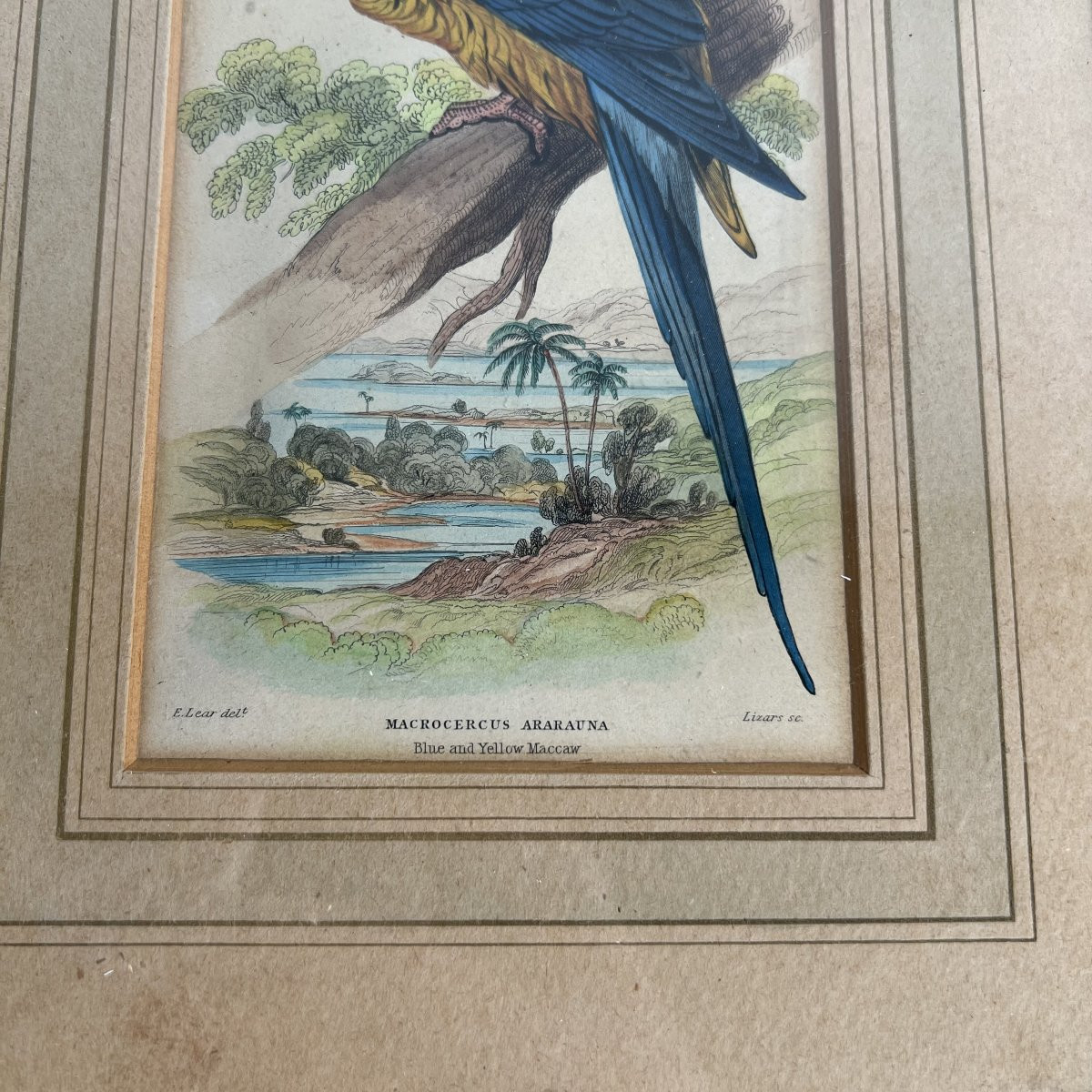A Series Of 10 Enhanced Ornithological Engravings, E. Lear, The Naturalist's Library, 19th Century -photo-8