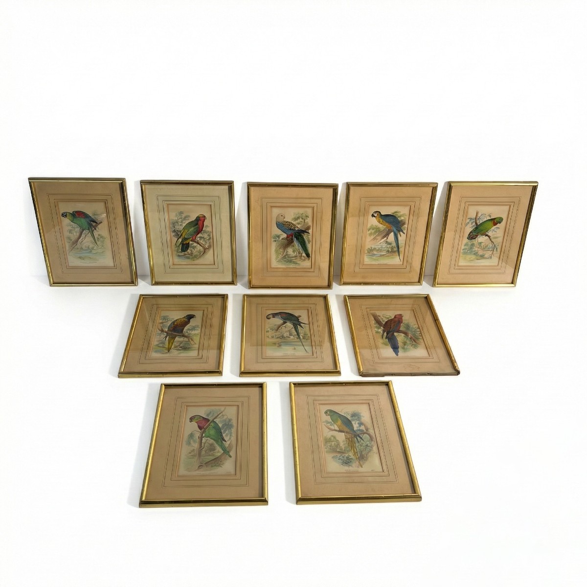 A Series Of 10 Enhanced Ornithological Engravings, E. Lear, The Naturalist's Library, 19th Century 
