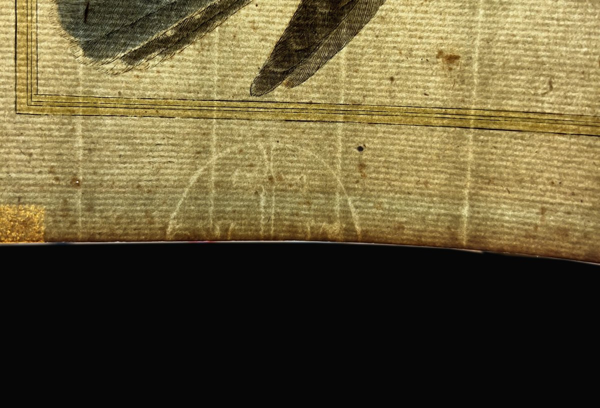 Color Engraving By Martinet, Buffon's Natural History, France 18th Century, Etching On Paper -photo-1