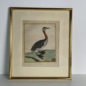 Gravure en couleur par Martinet, Histoire Naturelle de Buffon, XVIIIe siècle