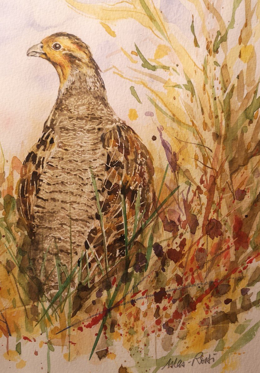 Pierre Mas Rossi, Perdrix de Daourie , Aquarelle -photo-2