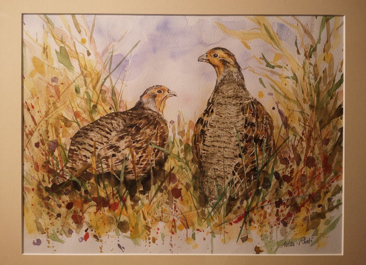 Pierre Mas Rossi, Perdrix de Daourie , Aquarelle 
