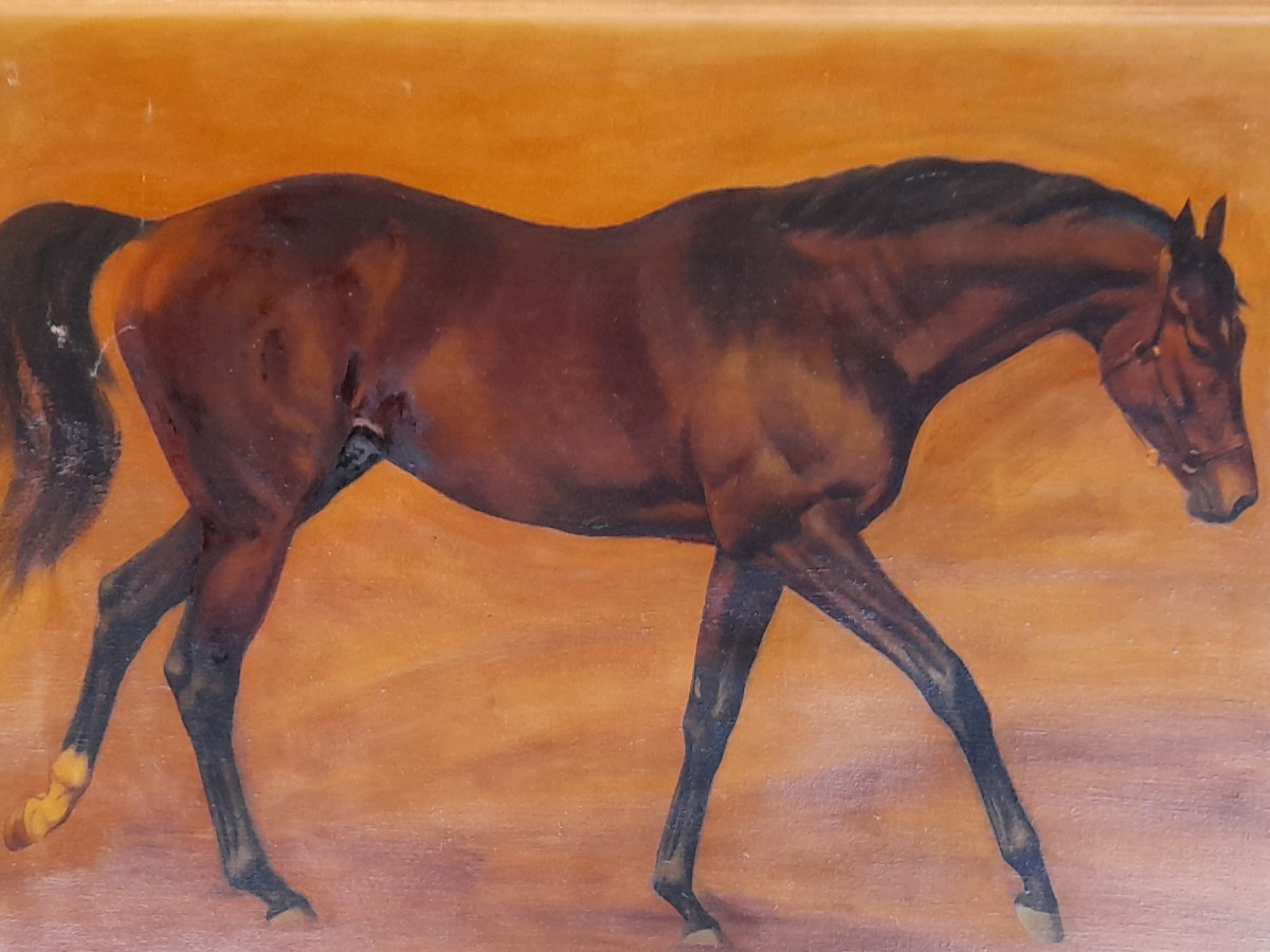 Portrait de cheval