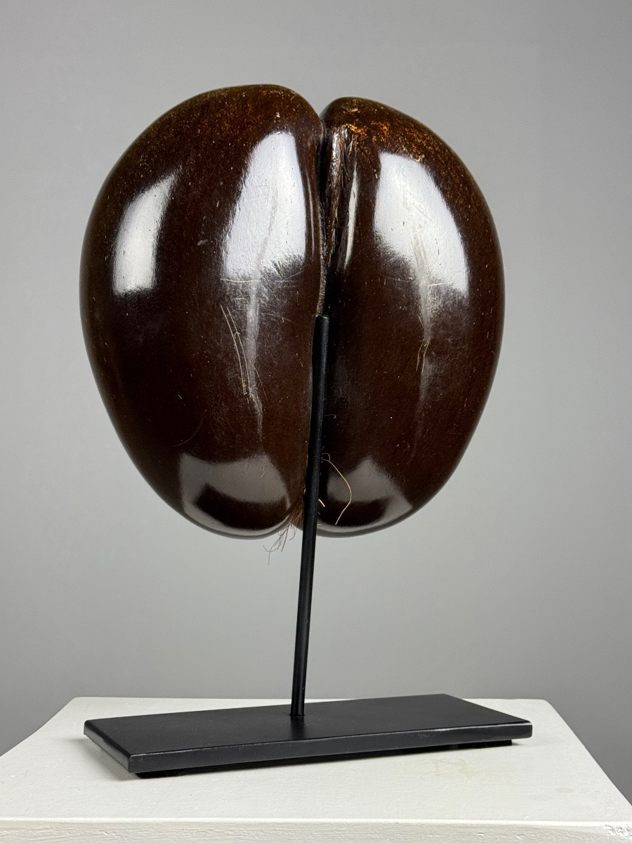 Polished Sea Coconut-photo-3