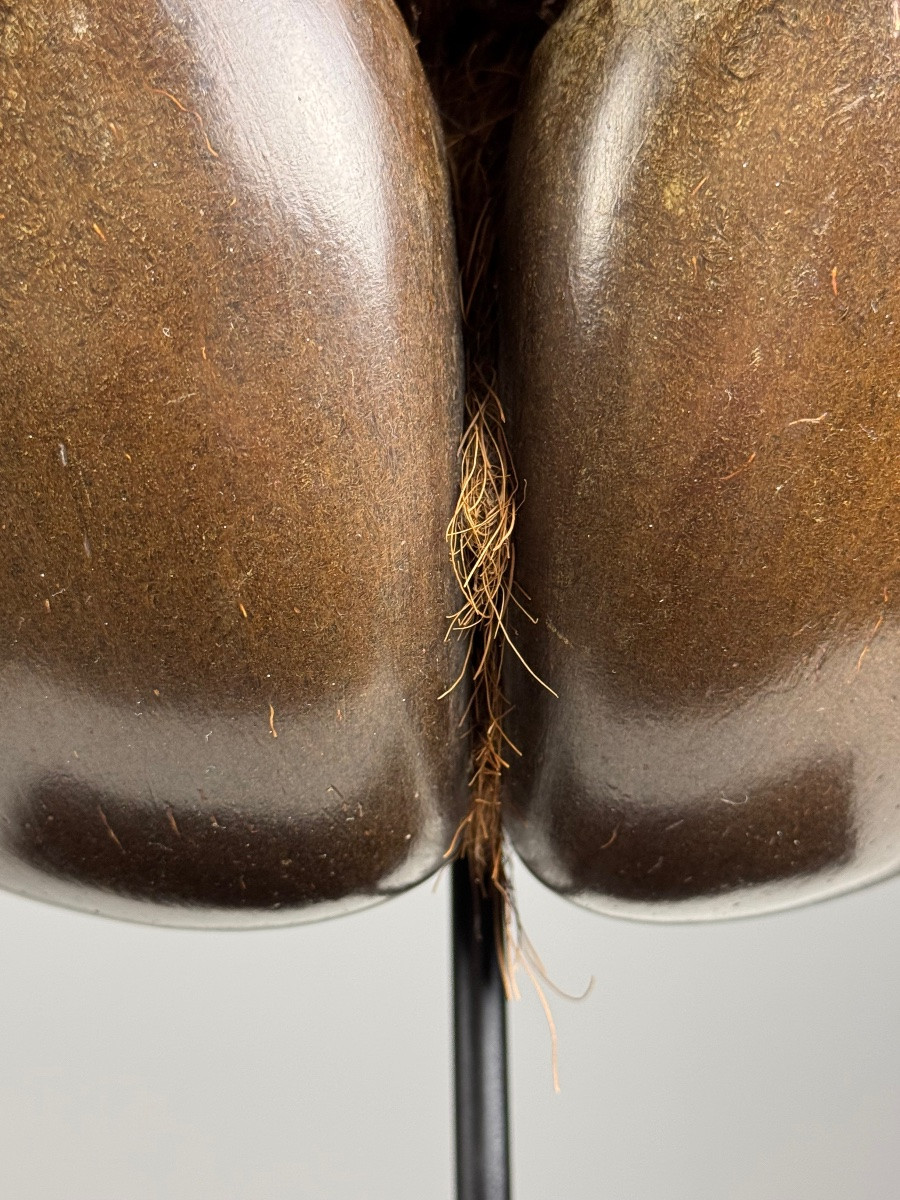 Polished Sea Coconut-photo-4