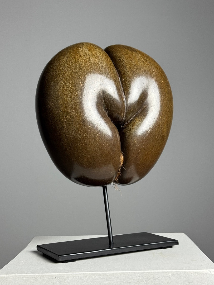 Polished Sea Coconut-photo-1