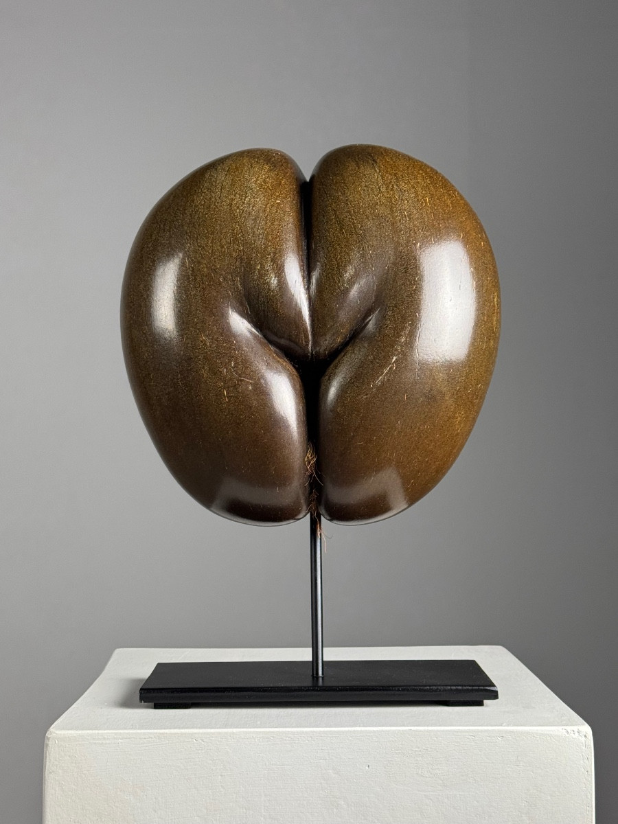 Polished Sea Coconut
