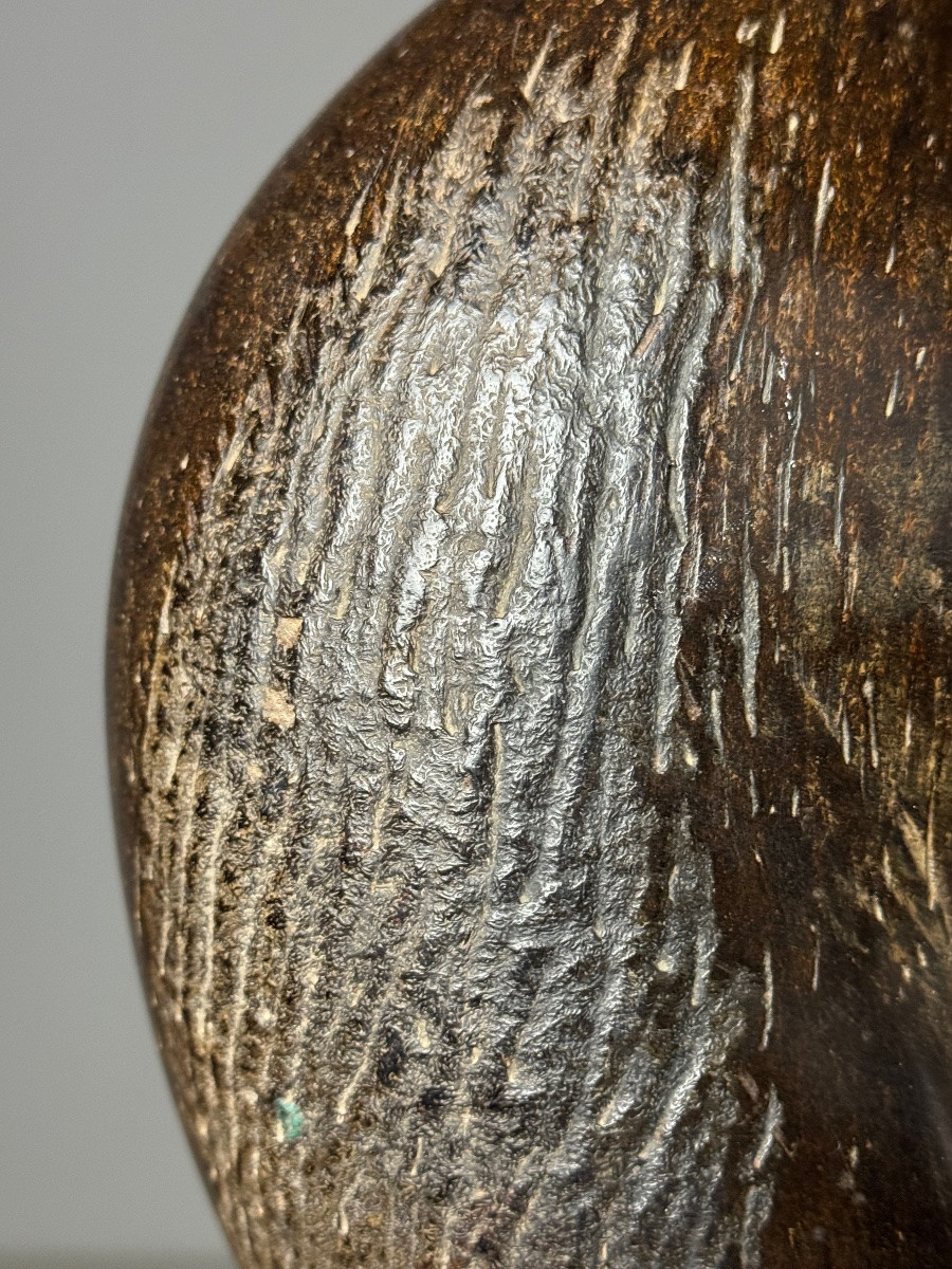 Coco de mer sur stand-photo-3