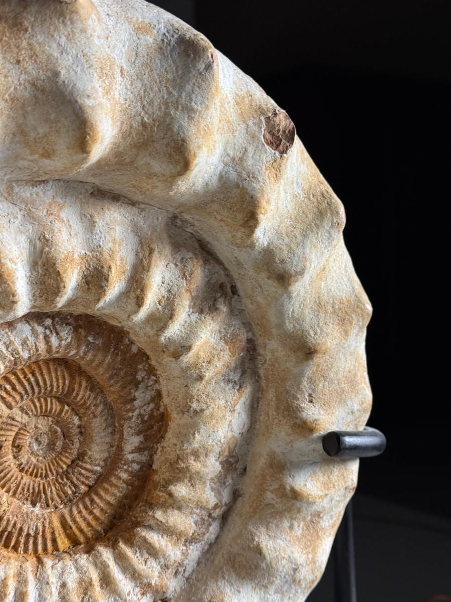 Ammonite Fossil XI On Stand-photo-2