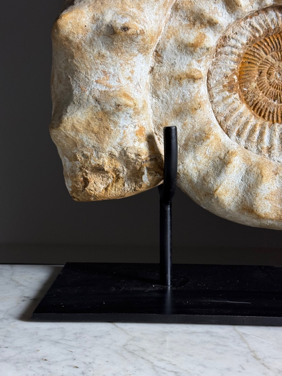 Ammonite Fossil XI On Stand-photo-4
