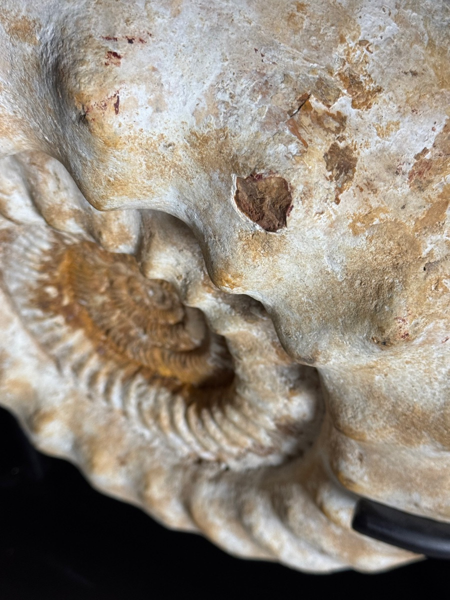 Ammonite Fossil XI On Stand-photo-2