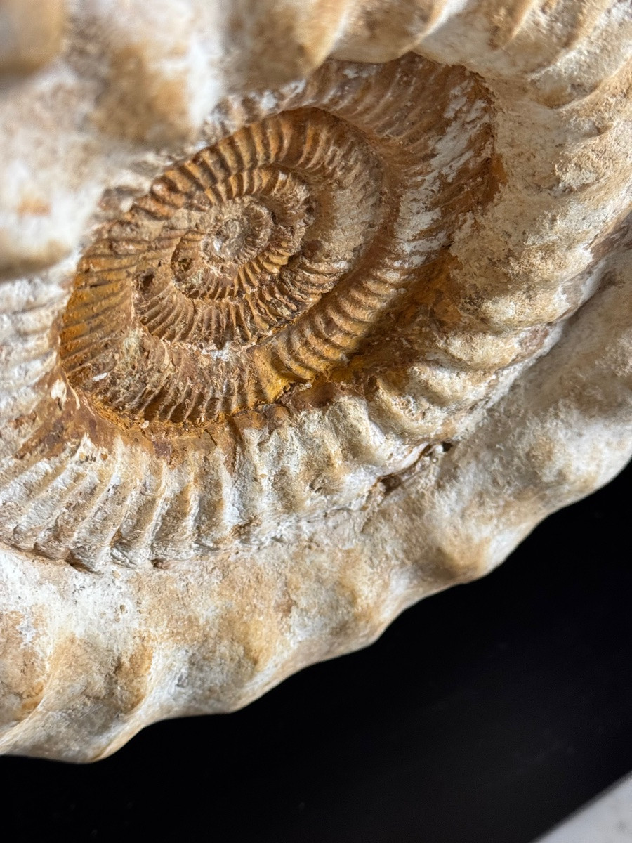 Ammonite Fossil XI On Stand-photo-3