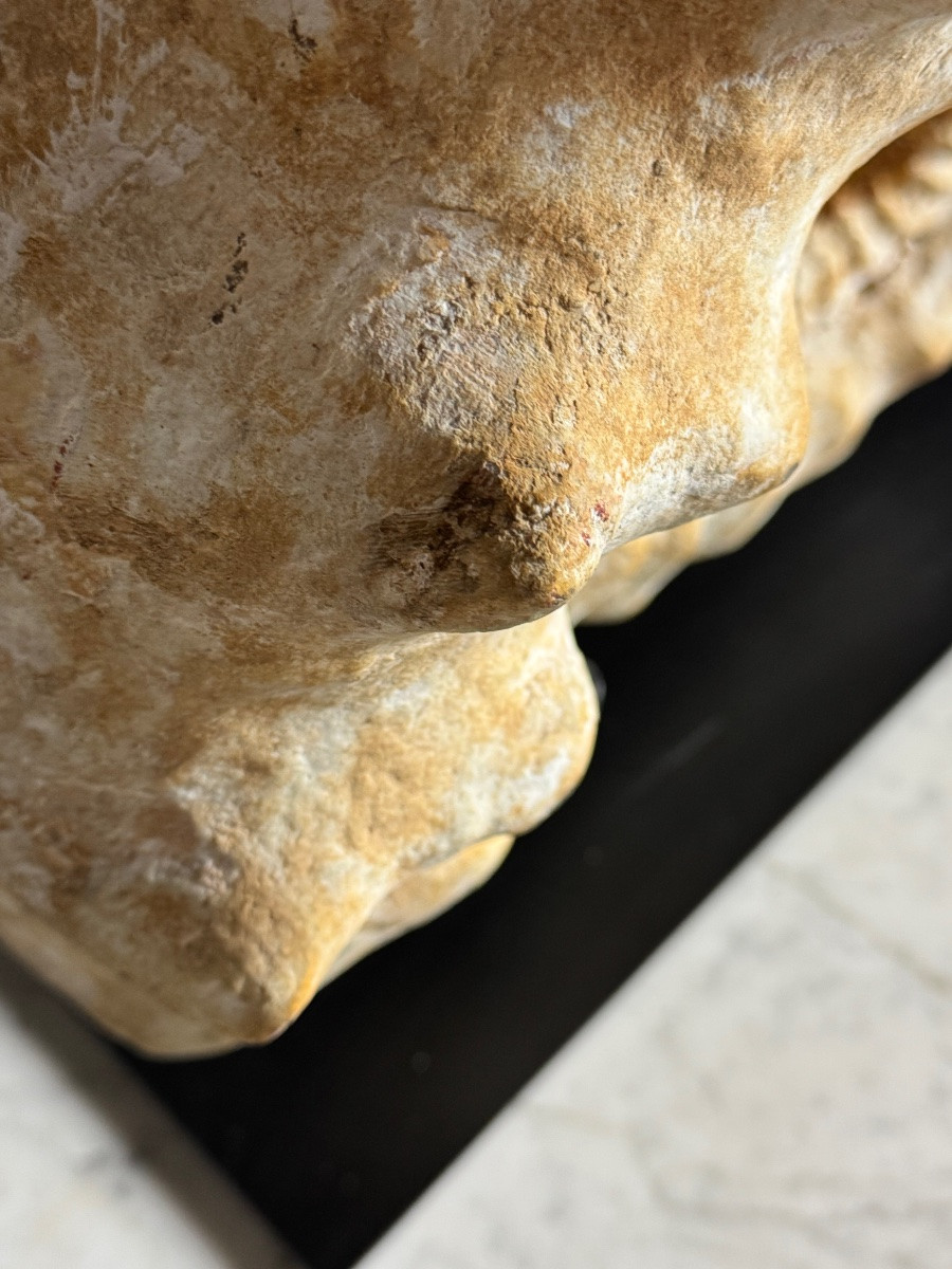 Ammonite Fossil XI On Stand-photo-5