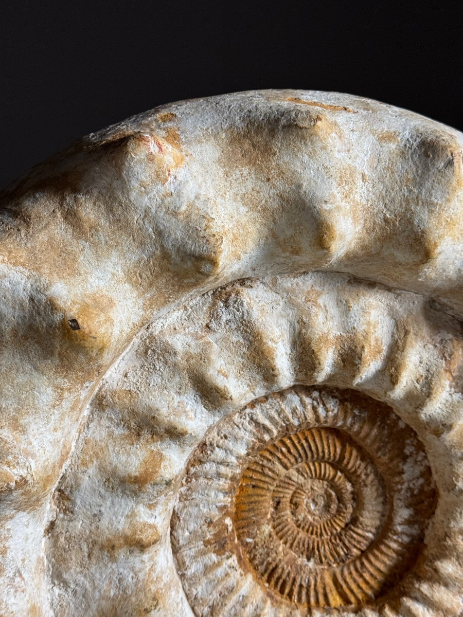 Ammonite Fossil XI On Stand-photo-7
