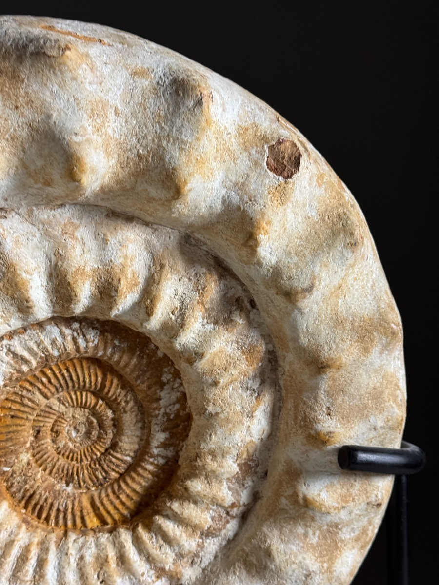 Ammonite Fossil XI On Stand-photo-8