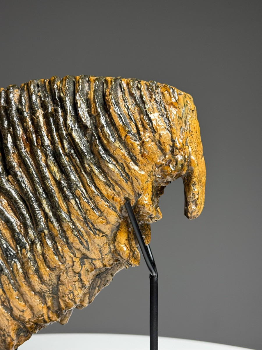 Dent de mammouth sur socle-photo-3