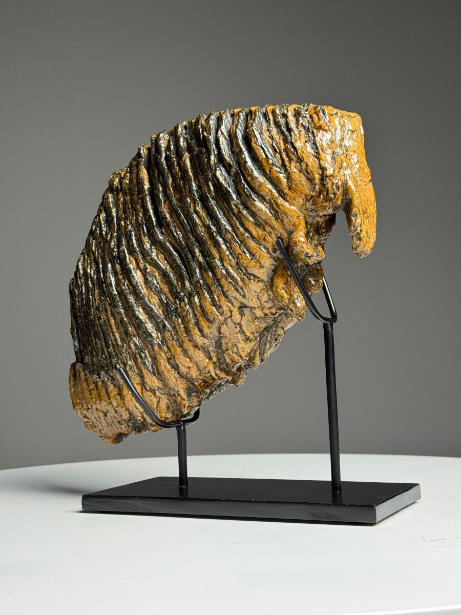 Dent de mammouth sur socle-photo-4