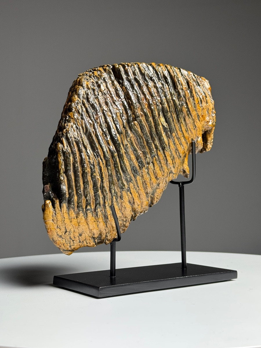 Dent de mammouth sur socle