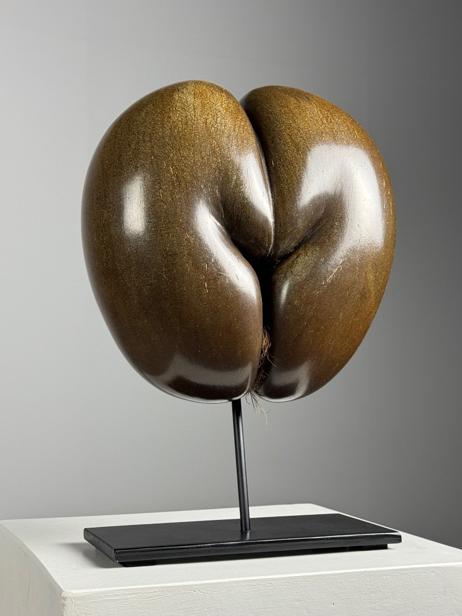 Polished Sea Coconut-photo-2