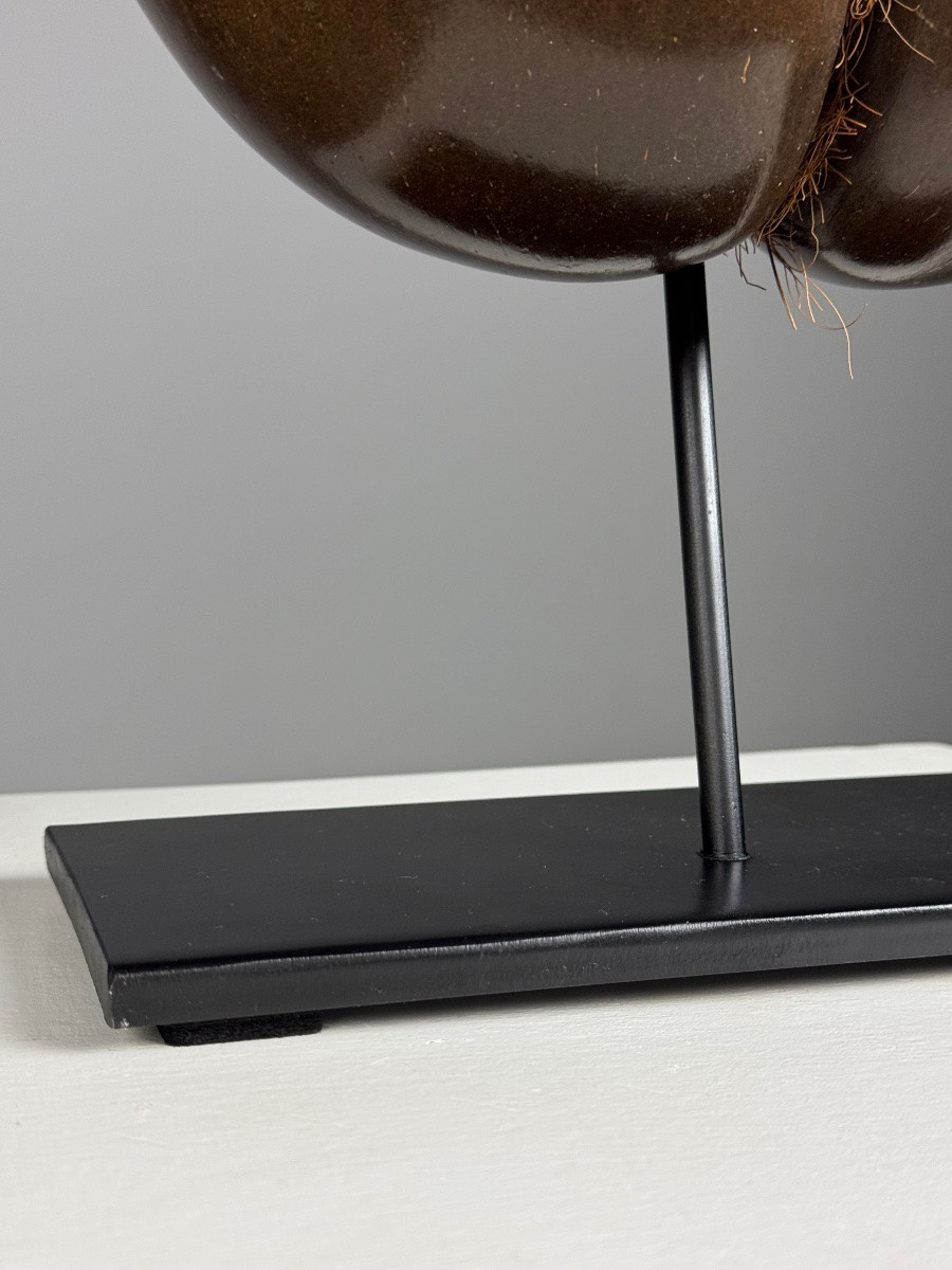 Polished Sea Coconut-photo-5