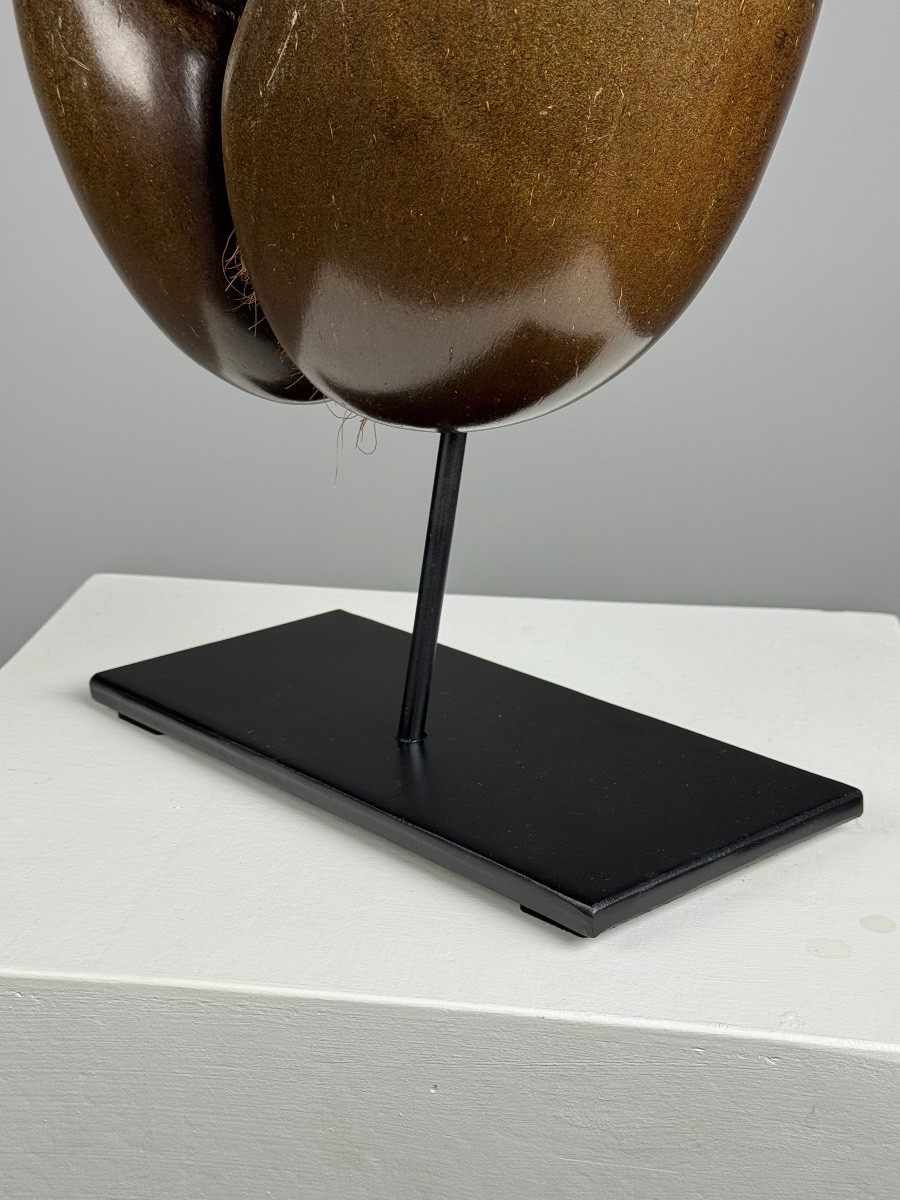 Polished Sea Coconut-photo-5