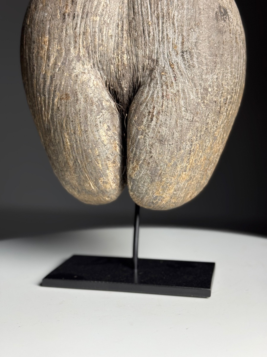 Coco De Mer On Custom Stand-photo-3