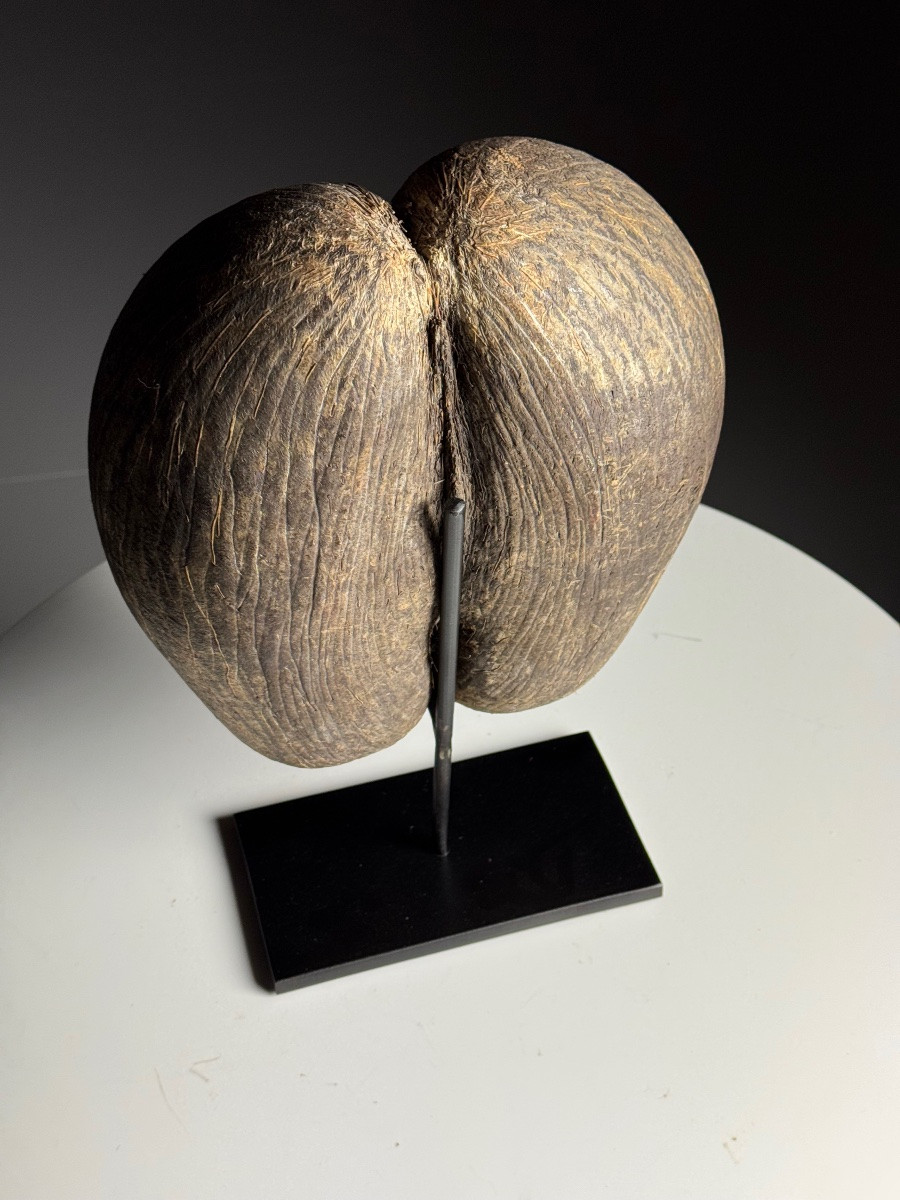 Coco De Mer On Custom Stand-photo-5