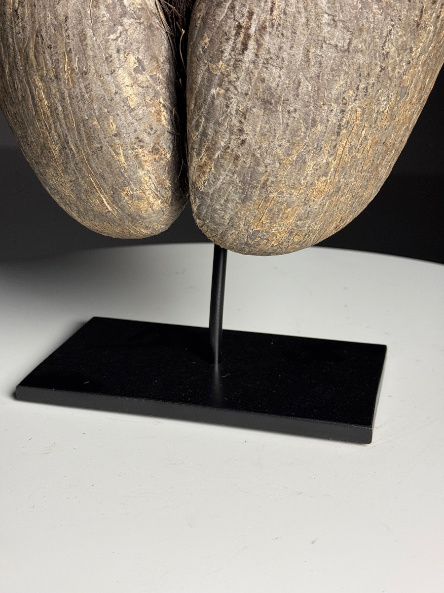 Coco De Mer On Custom Stand-photo-6
