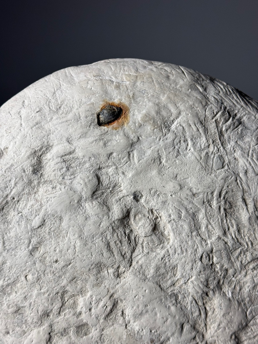 Septarian Nodule On Foot-photo-3