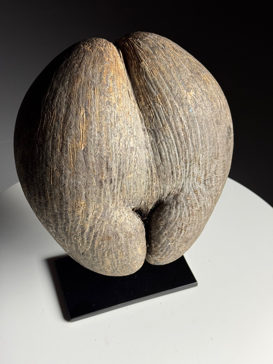 Coco De Mer On The Hoof-photo-3