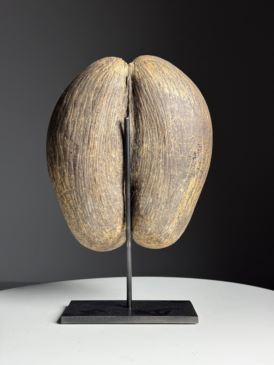 Coco De Mer On The Hoof-photo-7