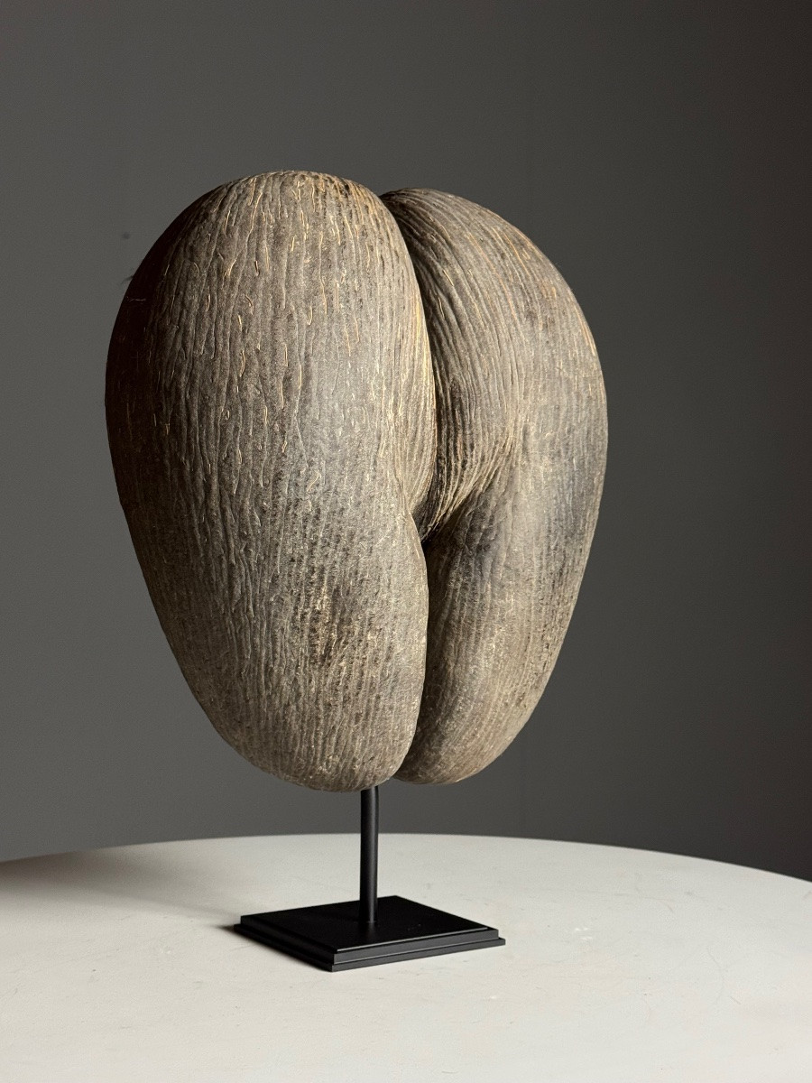 Sea Coconut On Base-photo-1