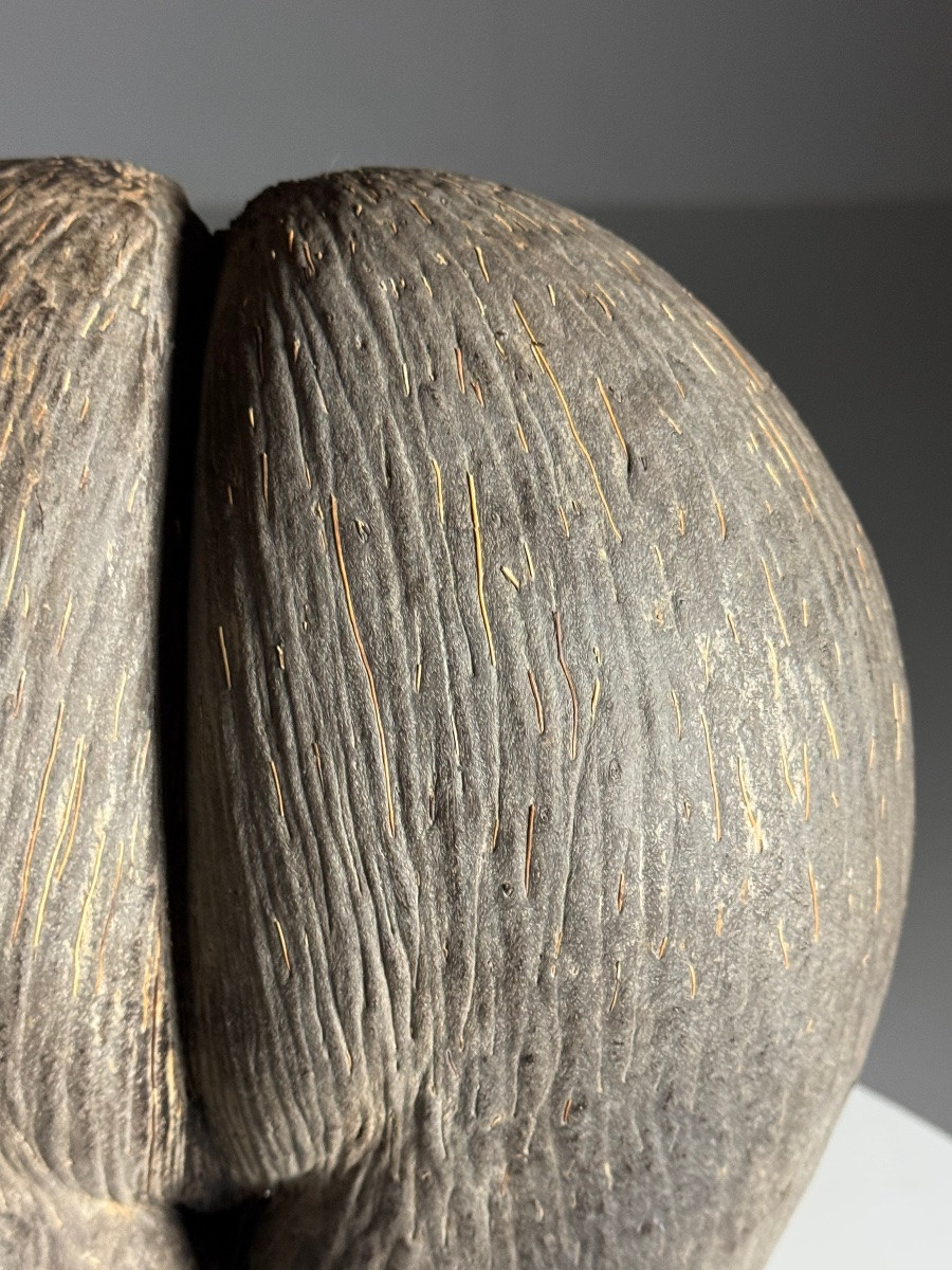 Sea Coconut On Base-photo-8