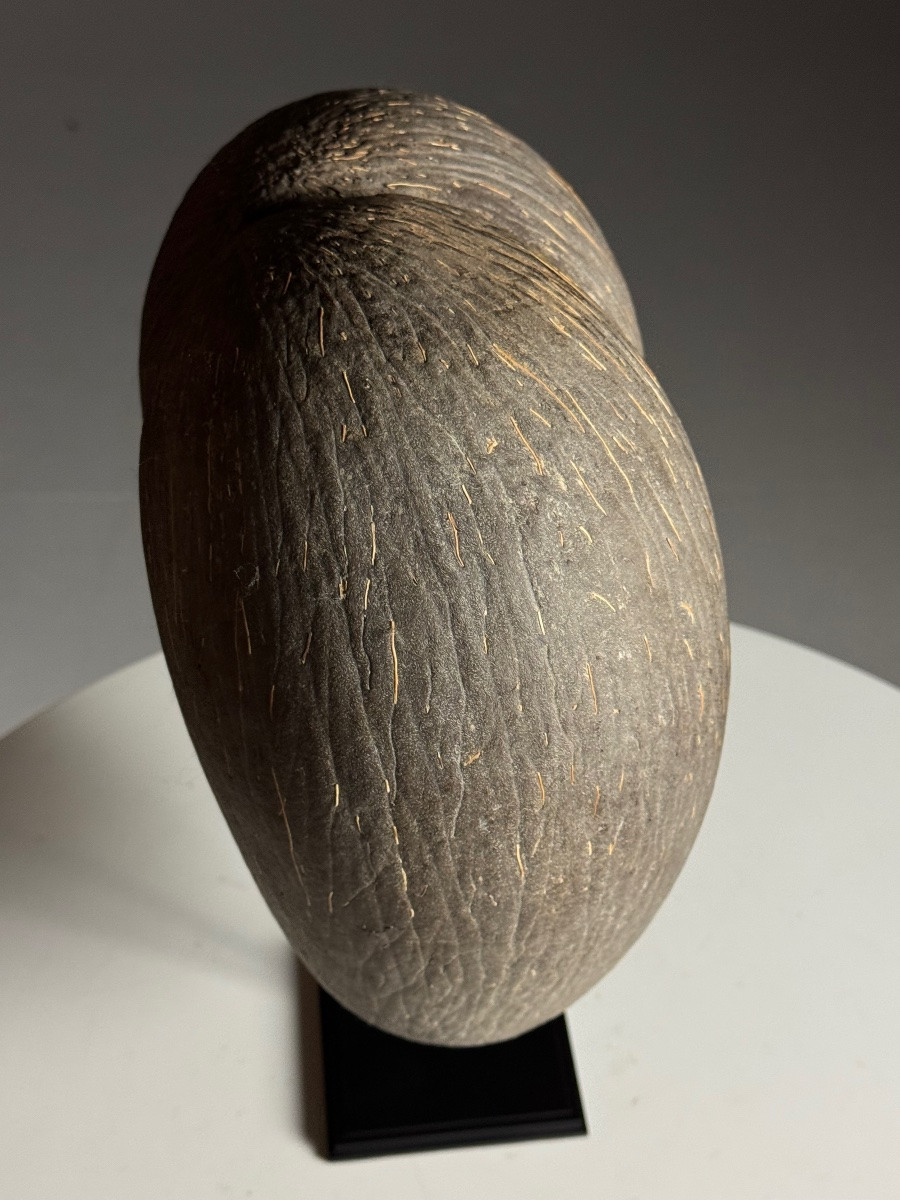 Sea Coconut On Base-photo-2