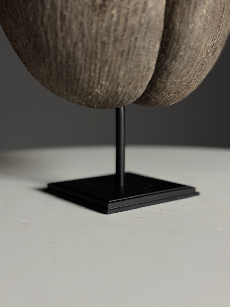 Sea Coconut On Base-photo-3