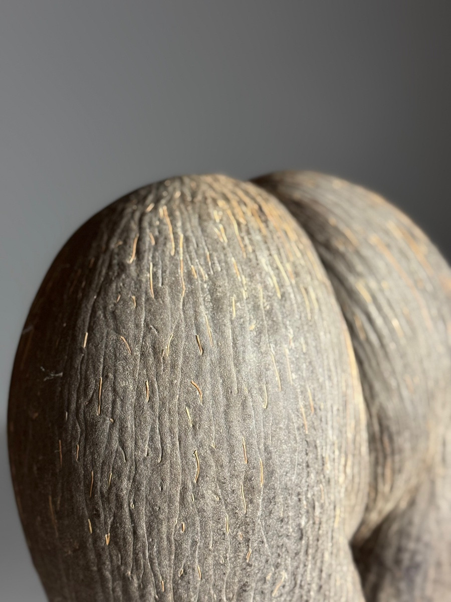 Sea Coconut On Base-photo-4