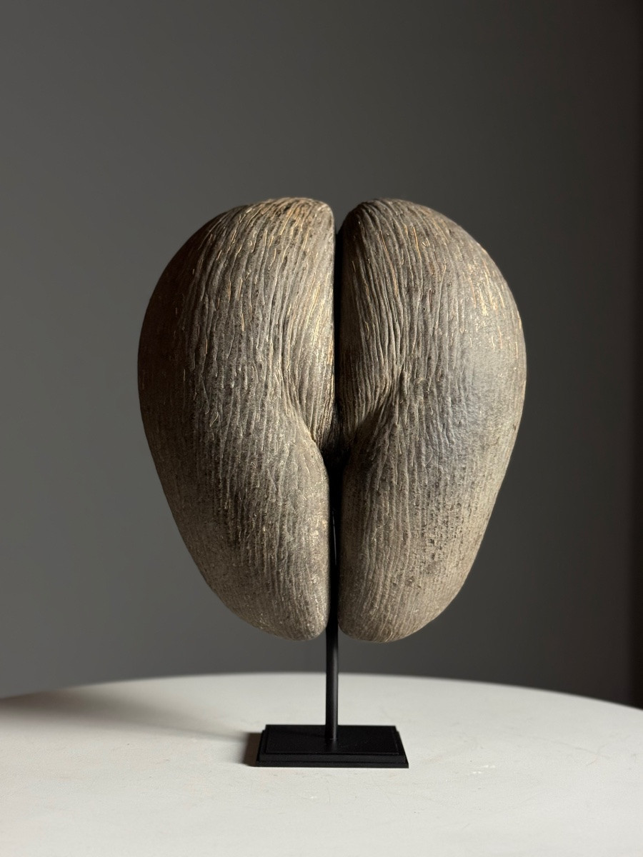 Sea Coconut On Base-photo-1