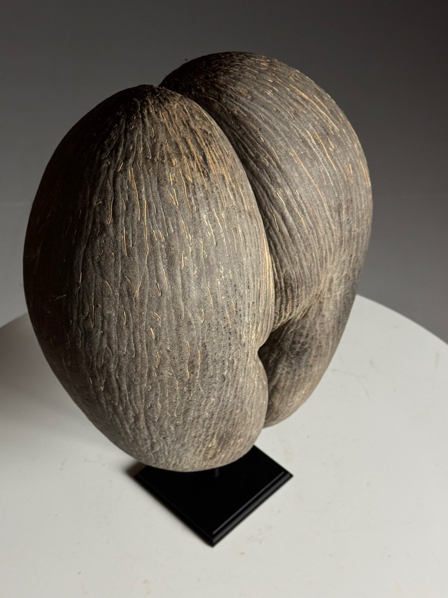 Sea Coconut On Base-photo-3