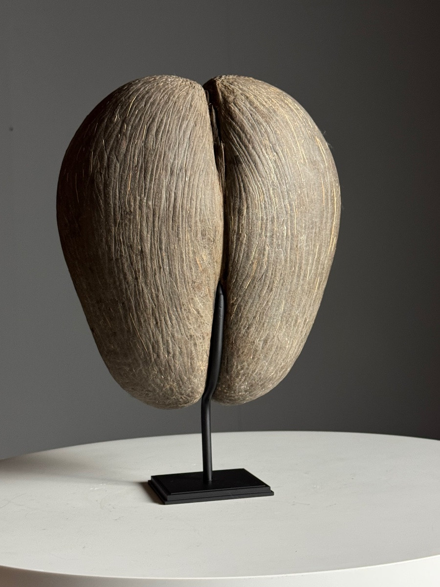 Sea Coconut On Base-photo-6