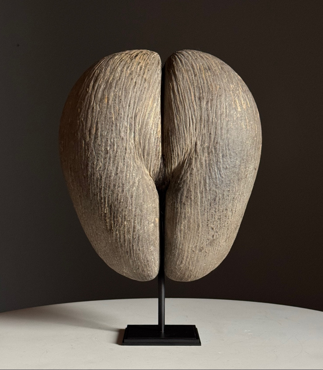 Sea Coconut On Base