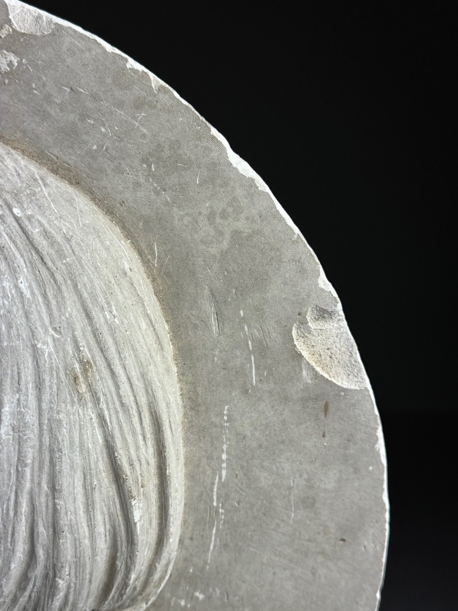 Médaillon en plâtre du XIXe siècle-photo-2