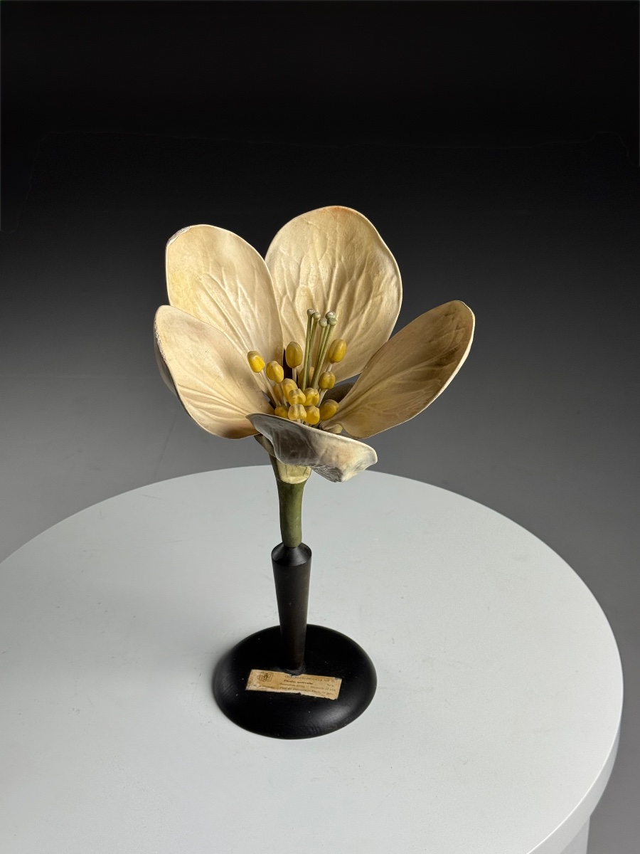 German Botanical Illustration Depicting Flowers, Circa 1900-photo-3