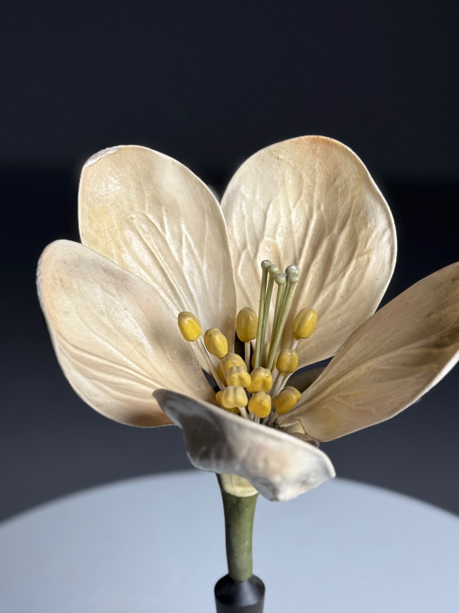 German Botanical Illustration Depicting Flowers, Circa 1900-photo-2