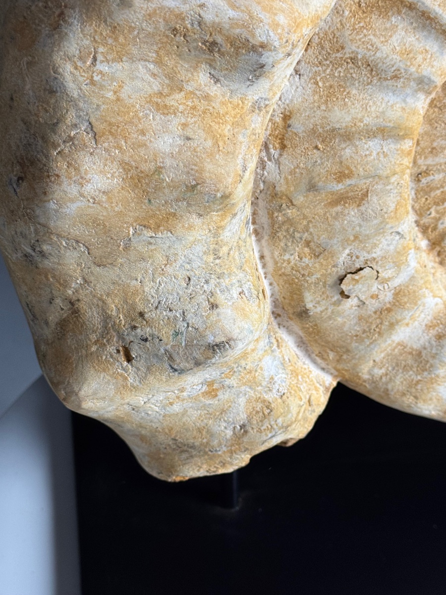 Grande ammonite fossilisée. Sur socle métallique-photo-3