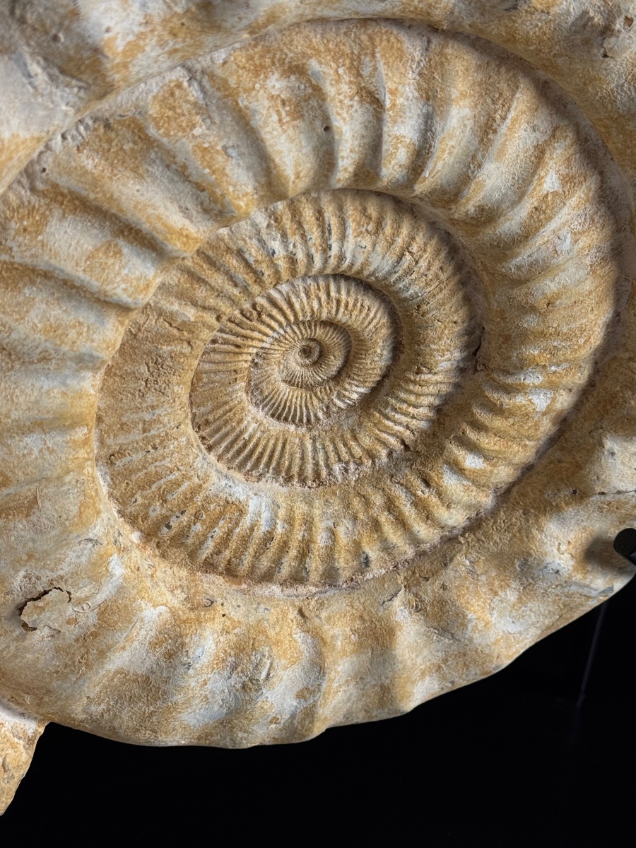 Grande ammonite fossilisée. Sur socle métallique-photo-4